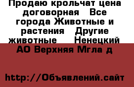 Продаю крольчат цена договорная - Все города Животные и растения » Другие животные   . Ненецкий АО,Верхняя Мгла д.